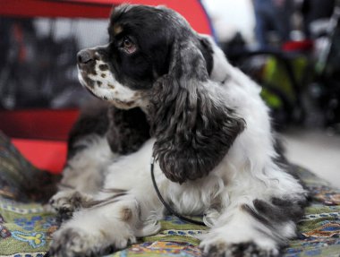 Amerikan Cocker Spaniel köpek göstermek, Moskova.