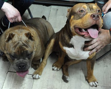 Amerikalı çukur boğa korkunç köpek göstermek, Moskova.