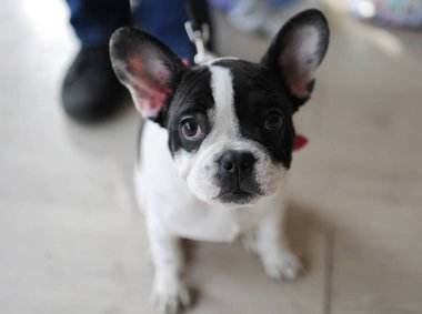 Fransız Bulldog köpek gösterisi, Moskova.