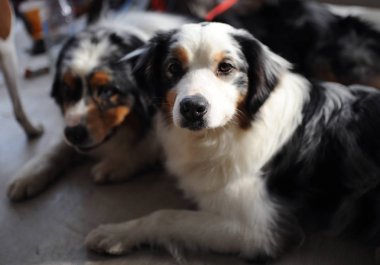 Avustralyalı çoban köpek gösterisi, Moskova