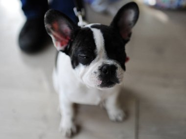 Fransız Bulldog köpek gösterisi, Moskova.