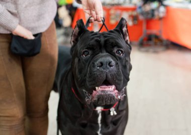 Cane Corso adlı köpek göstermek, Moskova.