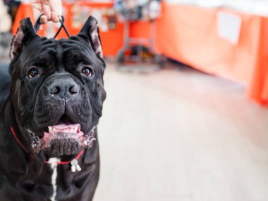 Cane Corso adlı köpek göstermek, Moskova.