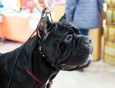 Cane Corso adlı köpek göstermek, Moskova.