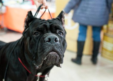 Cane Corso adlı köpek göstermek, Moskova.