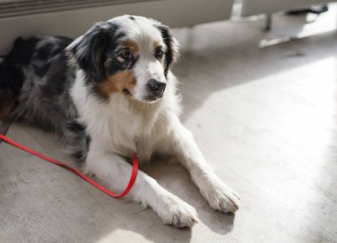 Avustralyalı çoban köpek gösterisi, Moskova