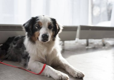 Avustralyalı çoban köpek gösterisi, Moskova