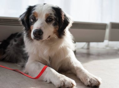 Avustralyalı çoban köpek gösterisi, Moskova