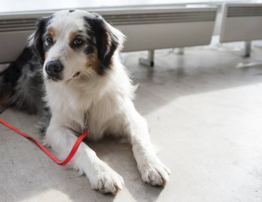 Avustralyalı çoban köpek gösterisi, Moskova