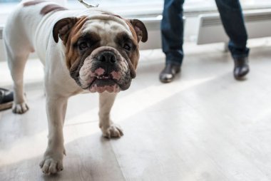 İngilizce Bulldog köpek gösterisi, Moskova.