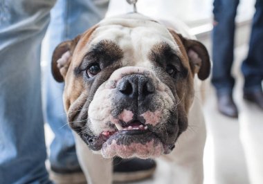 İngilizce Bulldog köpek gösterisi, Moskova.
