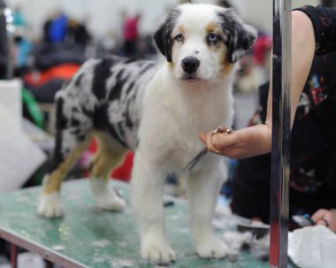 Avustralyalı çoban köpek gösterisi, Moskova.