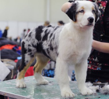 Avustralyalı çoban köpek gösterisi, Moskova.