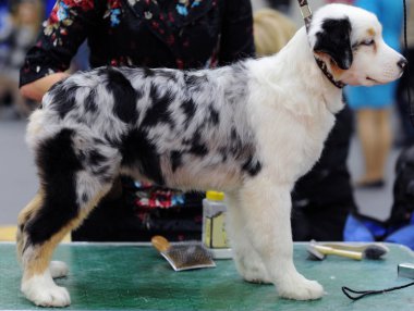 Avustralyalı çoban köpek gösterisi, Moskova.