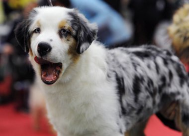 Avustralyalı çoban köpek gösterisi, Moskova.