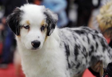 Avustralyalı çoban köpek gösterisi, Moskova.