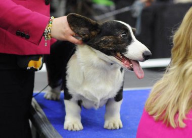 Galce Corgi köpek gösterisi, Moskova.