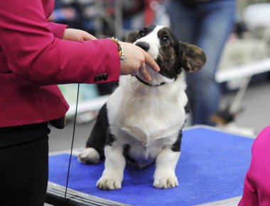 Galce Corgi köpek gösterisi, Moskova.