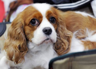Cavalier King Charles Spaniel köpek göstermek, Moskova.