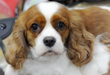 Cavalier King Charles Spaniel köpek göstermek, Moskova.