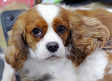 Cavalier King Charles Spaniel köpek göstermek, Moskova.