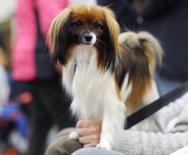 Kıta oyuncak İspanyol, dog show, Moskova.