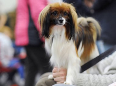 Kıta oyuncak İspanyol, dog show, Moskova.