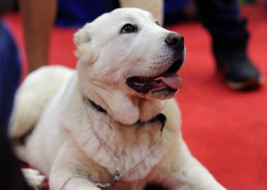 Orta Asya çoban köpeği, dog show, Moskova.