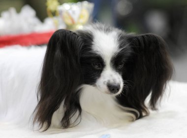 Kıta oyuncak İspanyol, dog show, Moskova.