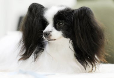 Kıta oyuncak İspanyol, dog show, Moskova.