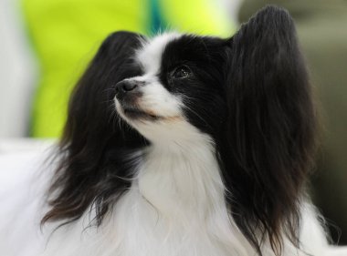 Kıta oyuncak İspanyol, dog show, Moskova.