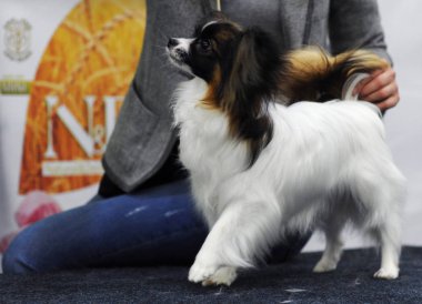 Kıta oyuncak İspanyol, dog show, Moskova.