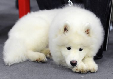 Samoyed köpek göstermek, Moskova.