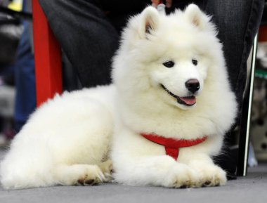 Samoyed köpek göstermek, Moskova.