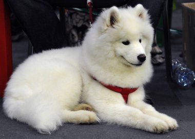 Samoyed köpek göstermek, Moskova.