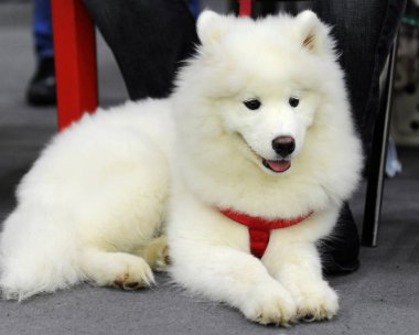 Samoyed köpek göstermek, Moskova.