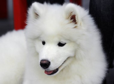 Samoyed köpek göstermek, Moskova.