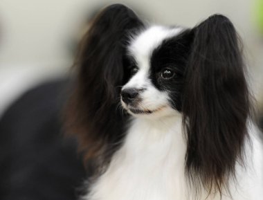 Kıta oyuncak İspanyol, dog show, Moskova.