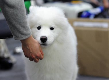 Samoyed köpek göstermek, Moskova.
