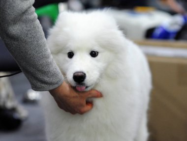Samoyed köpek göstermek, Moskova.