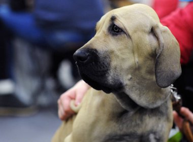 Danua köpek Moscow fuarında.