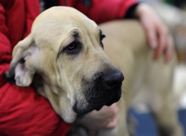 Danua köpek Moscow fuarında.