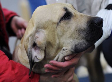 Danua köpek Moscow fuarında.