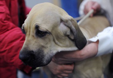 Danua köpek Moscow fuarında.