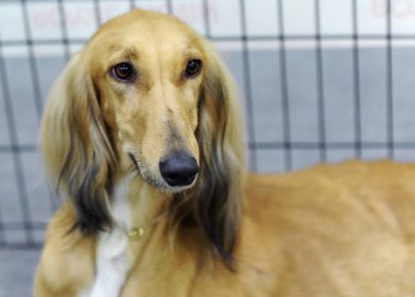 Farsça Greyhound köpek Moscow fuarında.
