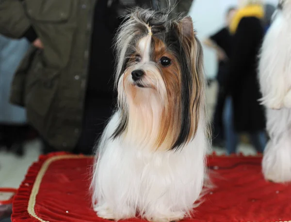 Yorkshire terrier köpek gösterisi, Moskova.