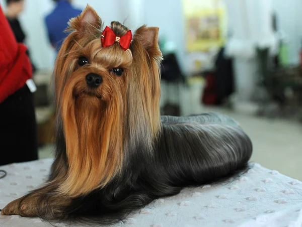 Yorkshire Terrier Exposición Perros Moscú —  Fotos de Stock