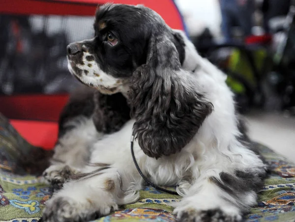 Amerikan Cocker Spaniel köpek göstermek, Moskova.