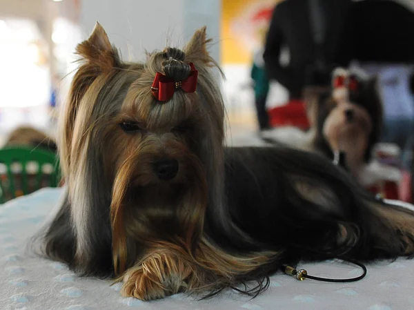 Yorkshire terrier köpek gösterisi, Moskova.