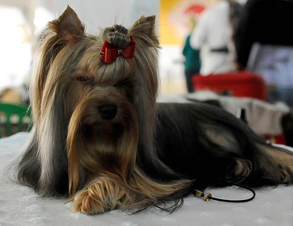 Yorkshire terrier köpek gösterisi, Moskova.